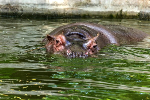 Hipopótamo Ordinario Agua Piscina Del Aviario Del Zoológico Hipopótamo Mamíferos —  Fotos de Stock