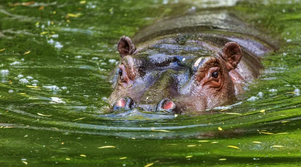 Obyčejný Hroch Obojživelný Vodě Bazénu Voliary Africký Býložravci Hroch Obojživelný — Stock fotografie