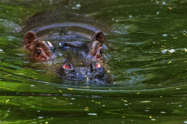 Hipopótamo Ordinario Agua Piscina Del Aviario Del Zoológico Hipopótamo Mamíferos — Foto de Stock