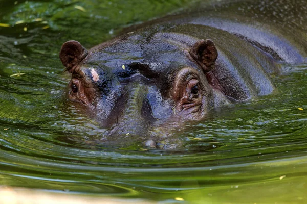 Ordinary hippopotamus in the water of the pool of the zoo aviary. The African herbivore aquatic mammals hippopotamus spends most of its time in the water of the nose and eyes
