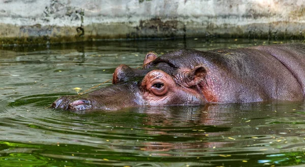 Звичайний Гіпопотам Воду Басейну Зоопарку Вольєр Африканський Травоїдних Водних Ссавців — стокове фото