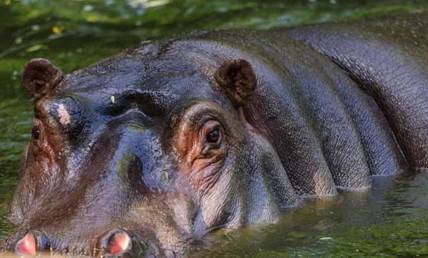 在动物园鸟舍池的水中 普通的河马 非洲食草水生哺乳动物河马大部分时间都在鼻子和眼睛的水中 — 图库照片