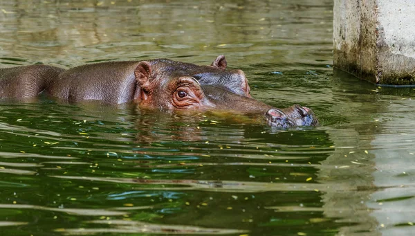 動物園の鳥類のプールの水の中で普通のカバ アフリカの生き物水生哺乳類カバは その時間のほとんどを鼻と目の水に費やす — ストック写真