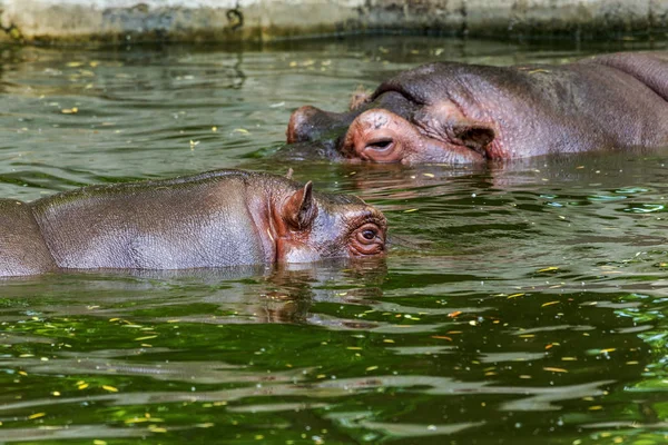 Ordinary Hippopotamus Water Pool Zoo Aviary African Herbivore Aquatic Mammals — Stock Photo, Image
