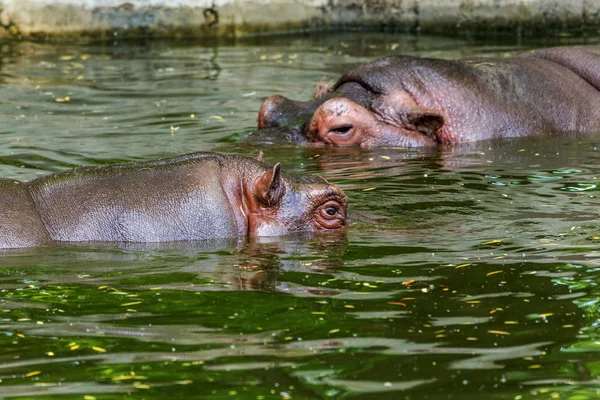 Hipopótamo Ordinario Agua Piscina Del Aviario Del Zoológico Hipopótamo Mamíferos — Foto de Stock