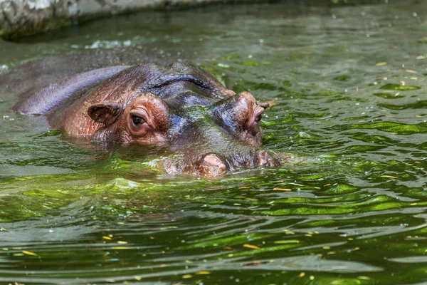 Obyčejný Hroch Obojživelný Vodě Bazénu Voliary Africký Býložravci Hroch Obojživelný — Stock fotografie