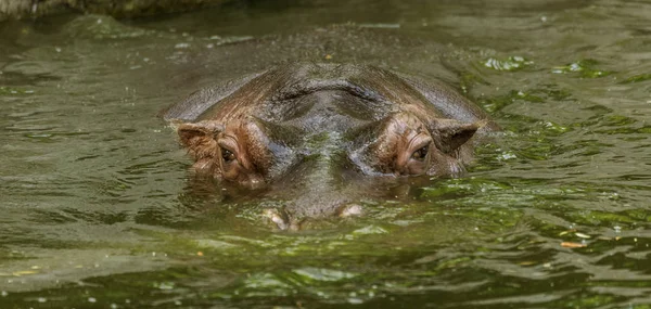 Gewöhnliche Flusspferde Wasser Des Schwimmbeckens Der Zoovoliere Der Afrikanische Pflanzenfresser — Stockfoto