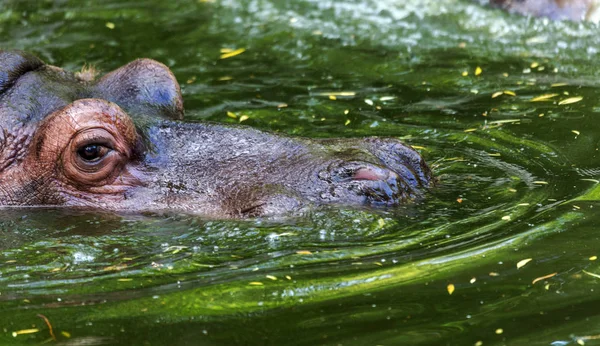 Hayvanat Bahçesi Kuş Havuzunun Suyunda Sıradan Aygırı Afrika Otobur Sumemelileri — Stok fotoğraf