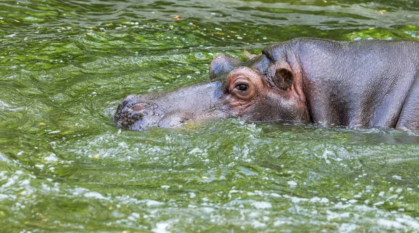 Hayvanat bahçesi kuş havuzunun suyunda sıradan su aygırı. Afrika otobur sumemelileri su aygırı zamanının çoğunu burun ve gözlerin suyunda geçirir.