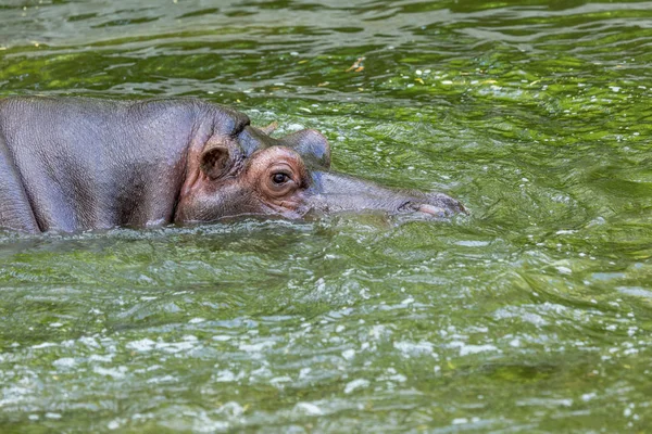 Hayvanat bahçesi kuş havuzunun suyunda sıradan su aygırı. Afrika otobur sumemelileri su aygırı zamanının çoğunu burun ve gözlerin suyunda geçirir.
