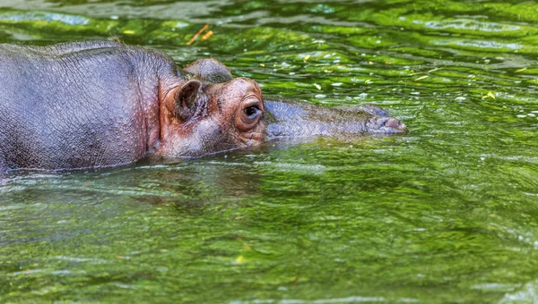 Hipopótamo Comum Água Piscina Aviário Zoológico Herbívoro Africano Mamíferos Aquáticos — Fotografia de Stock