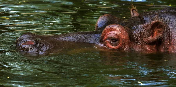 Ordinary Hippopotamus Water Pool Zoo Aviary African Herbivore Aquatic Mammals Stock Image