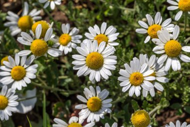 Çiçek. Papatya çayı. Çiçekli papatya tarlası, yazın çayır çiçekleri, seçici odak, bulanık. Güneşli bir günde çiçek açan papatyalarla güzel bir doğa sahnesi. Güzel çayır arkaplanı