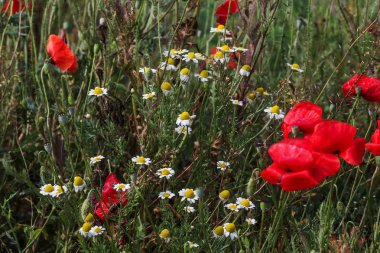 Çiçek. Papatya çayı. Çiçekli papatya tarlası, yazın çayır çiçekleri, seçici odak, bulanık. Güneşli bir günde çiçek açan papatyalarla güzel bir doğa sahnesi. Güzel çayır arkaplanı
