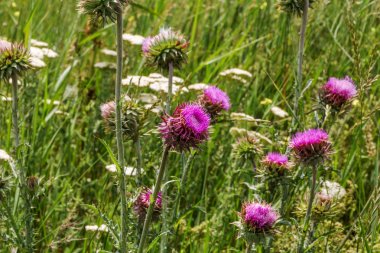 Mor devedikeni güzel çiçek. Burdock 'un pembe çiçekleri. Burdock dikenli çiçek yakın çekim. Çiçekli devedikeni veya süt devi. Herbase bitkiler 
