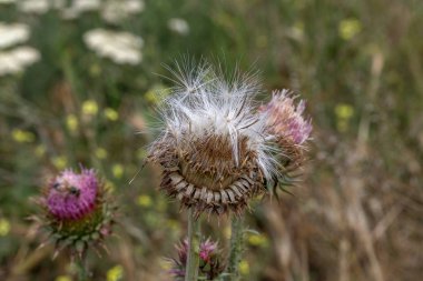 Mor devedikeni güzel çiçek. Burdock 'un pembe çiçekleri. Burdock dikenli çiçek yakın çekim. Çiçekli devedikeni veya süt devi. Herbase bitkiler 