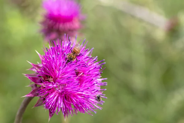 Mooie Bloem Van Paarse Distel Roze Bloemen Van Klit Klit — Stockfoto