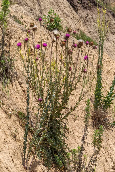 紫色のアザミの美しい花 ごぼうのピンクの花 ごぼうの花クローズアップ アザミやミルクアザミを開花 草本植物 ミルクシスル カルドゥス — ストック写真