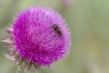 Mor devedikeni güzel çiçek. Burdock 'un pembe çiçekleri. Burdock dikenli çiçek yakın çekim. Çiçekli devedikeni veya süt devi. Herbase bitkiler 