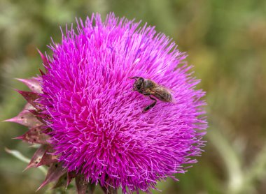 Mor devedikeni güzel çiçek. Burdock 'un pembe çiçekleri. Burdock dikenli çiçek yakın çekim. Çiçekli devedikeni veya süt devi. Herbase bitkiler 