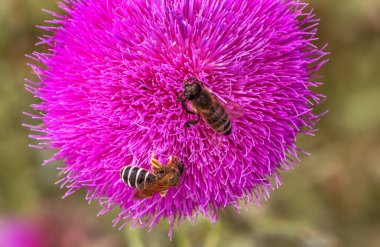 Mor devedikeni güzel çiçek. Burdock 'un pembe çiçekleri. Burdock dikenli çiçek yakın çekim. Çiçekli devedikeni veya süt devi. Herbase bitkiler 
