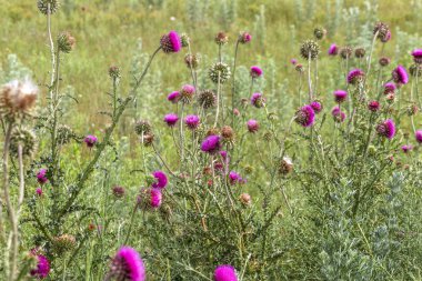 Mor devedikeni güzel çiçek. Burdock 'un pembe çiçekleri. Burdock dikenli çiçek yakın çekim. Çiçekli devedikeni veya süt devi. Herbase bitkiler 