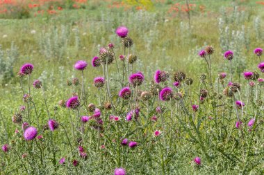 Mor devedikeni güzel çiçek. Burdock 'un pembe çiçekleri. Burdock dikenli çiçek yakın çekim. Çiçekli devedikeni veya süt devi. Herbase bitkiler 