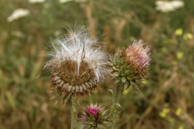 Mor devedikeni güzel çiçek. Burdock 'un pembe çiçekleri. Burdock dikenli çiçek yakın çekim. Çiçekli devedikeni veya süt devi. Herbase bitkiler 