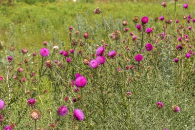 Mor devedikeni güzel çiçek. Burdock 'un pembe çiçekleri. Burdock dikenli çiçek yakın çekim. Çiçekli devedikeni veya süt devi. Herbase bitkiler 