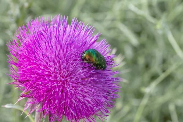 Beautiful flower of purple thistle. Pink flowers of burdock. Burdock thorny flower close-up. Flowering thistle or milk thistle. Herbaceous plants \