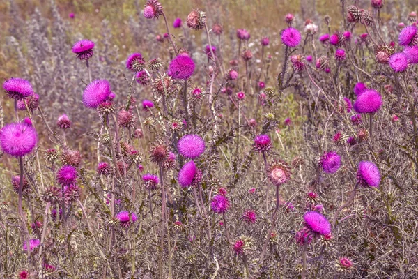 Beautiful Flower Purple Thistle Pink Flowers Burdock Burdock Thorny Flower — Stock Photo, Image