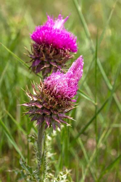 Beautiful flower of purple thistle. Pink flowers of burdock. Burdock thorny flower close-up. Flowering thistle or milk thistle. Herbaceous plants \