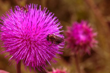 Güzel mor devedikeni çiçek. Pembe çiçek burdok. Burdock çiçek dikenli yakın yukarı. Çiçeklenme şifalı bitkiler Thistle veya süt devedikeni vardır. Milk Thistle tesisi. Yumuşak seçici derin odak değil