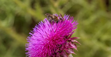 Güzel mor devedikeni çiçek. Pembe çiçek burdok. Burdock çiçek dikenli yakın yukarı. Çiçeklenme şifalı bitkiler Thistle veya süt devedikeni vardır. Milk Thistle tesisi. Yumuşak seçici derin odak değil
