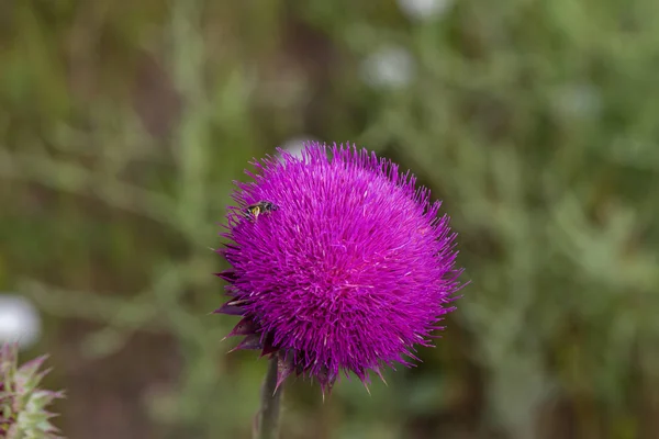 Hermosa Flor Cardo Púrpura Bardana Rosa Flor Flor Bardana Espinosa — Foto de Stock