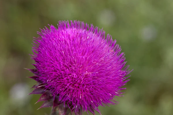 Красива Фіолетова Квітка Розторопші Рожева Квітка Лопуха Квітка Лопуха Колючі — стокове фото