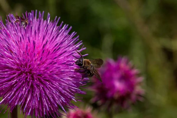 Schöne Lila Distelblüte Rosa Blütenklette Klettenblüten Aus Nächster Nähe Blühende — Stockfoto