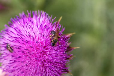 Güzel mor devedikeni çiçek. Pembe çiçek burdok. Burdock çiçek dikenli yakın yukarı. Çiçeklenme şifalı bitkiler Thistle veya süt devedikeni vardır. Milk Thistle tesisi. Yumuşak seçici derin odak değil