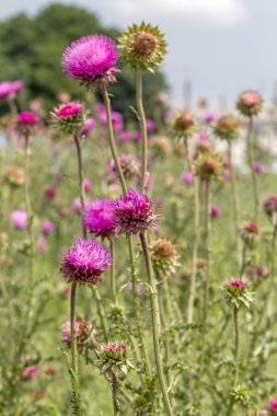 Güzel mor devedikeni çiçek. Pembe çiçek burdok. Burdock çiçek dikenli yakın yukarı. Çiçeklenme şifalı bitkiler Thistle veya süt devedikeni vardır. Milk Thistle tesisi. Yumuşak seçici derin odak değil