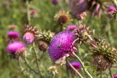Güzel mor devedikeni çiçek. Pembe çiçek burdok. Burdock çiçek dikenli yakın yukarı. Çiçeklenme şifalı bitkiler Thistle veya süt devedikeni vardır. Milk Thistle tesisi. Yumuşak seçici derin odak değil