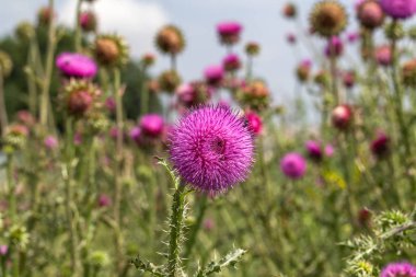 Güzel mor devedikeni çiçek. Pembe çiçek burdok. Burdock çiçek dikenli yakın yukarı. Çiçeklenme şifalı bitkiler Thistle veya süt devedikeni vardır. Milk Thistle tesisi. Yumuşak seçici derin odak değil