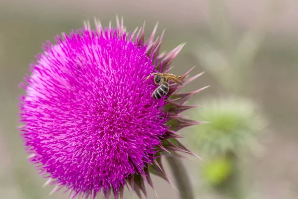 Beautiful Purple Thistle Flower Pink Flower Burdock Burdock Flower Spiny — Stock Photo, Image