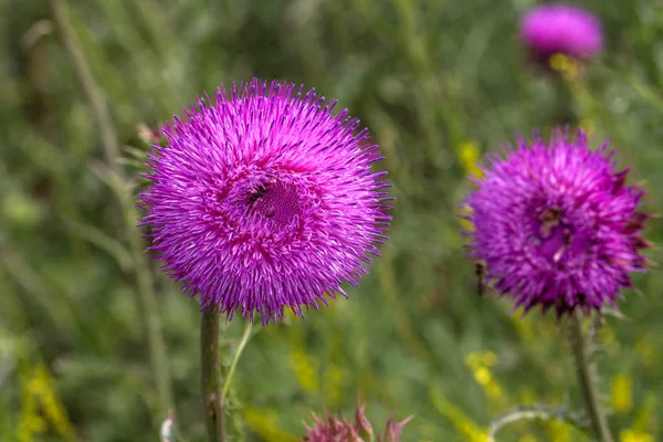 Mooie Paarse Distel Bloem Roze Bloem Klit Klit Bloem Stekelige — Stockfoto