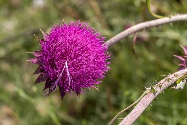 Beautiful Purple Thistle Flower Pink Flower Burdock Burdock Flower Spiny — Stock Photo, Image