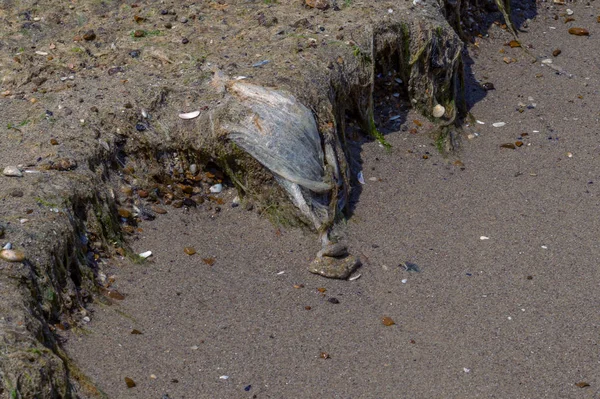 Kavramsal Felaket Çevresel Sorun Plastik Çöp Büyük Şehrin Plajına Çöp — Stok fotoğraf