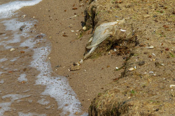 Концептуальний Катастрофа Екологічна Проблема Пластикові Сміття Пролитої Сміття Пляжі Великого — стокове фото