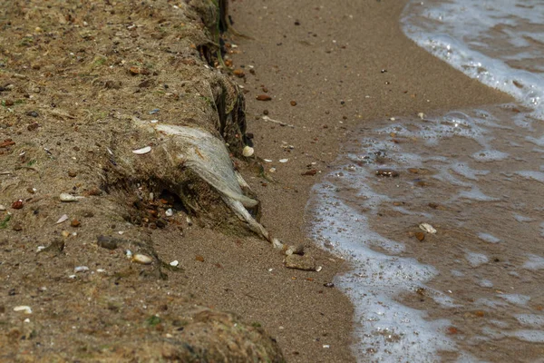 Концептуальний Катастрофа Екологічна Проблема Пластикові Сміття Пролитої Сміття Пляжі Великого — стокове фото