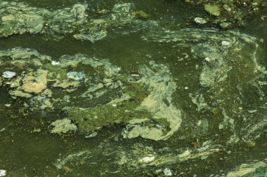 Eski kirli yosunlarla kirli dalga. Limanda kirli yosun deniz sörfü hatları. Kirli deniz, çevre kirliliği sorunu. Deniz dalgasındaki yosunlar. Zehirli çürüyen yosunlar. Ekolojik katasrofi