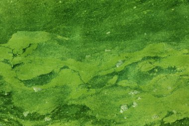 Eski kirli yosunlarla kirli dalga. Limanda kirli yosun deniz sörfü hatları. Kirli deniz, çevre kirliliği sorunu. Deniz dalgasındaki yosunlar. Zehirli çürüyen yosunlar. Ekolojik katasrofi