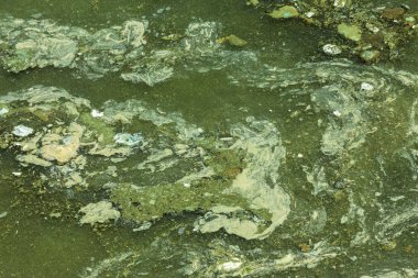 Eski kirli yosunlarla kirli dalga. Limanda kirli yosun deniz sörfü hatları. Kirli deniz, çevre kirliliği sorunu. Deniz dalgasındaki yosunlar. Zehirli çürüyen yosunlar. Ekolojik katasrofi